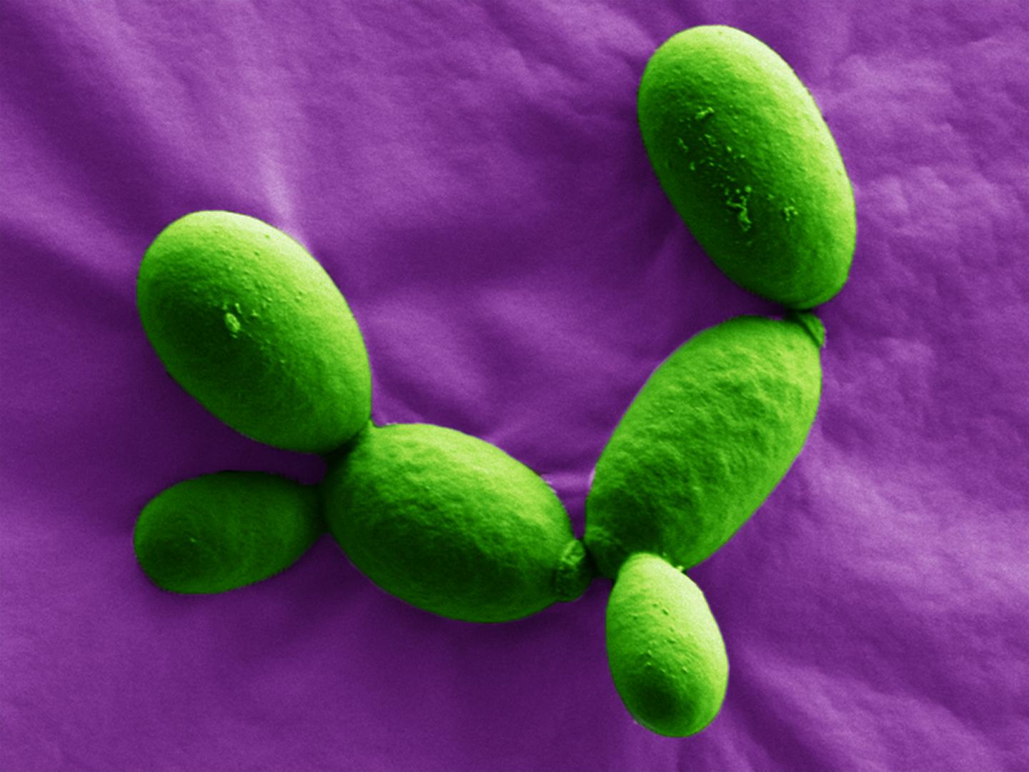 <I>Kazachstania yasuniensis</I> Yeast