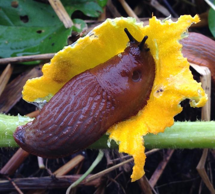 Slug Used by Hitch-Hiking Nematodes