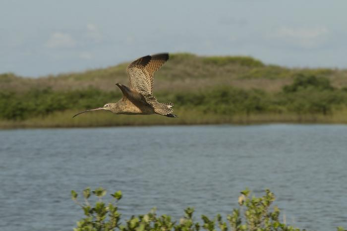 Long-Billed Curlew in Flight