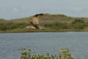 Long-Billed Curlew in Flight