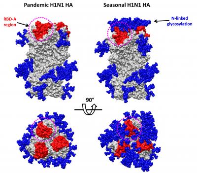 Evolution of Pandemic Viruses Sweetly Deceptive, Yet Age May Add Protection