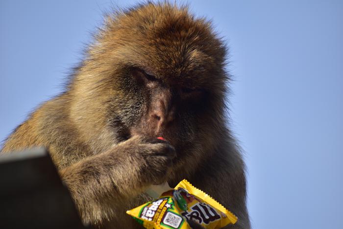A macaque finishes a packet of M&Ms