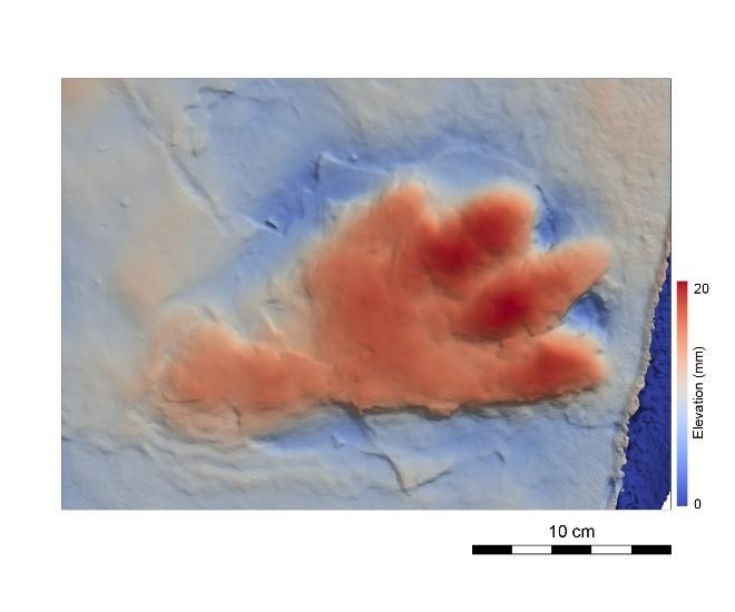 3D Image of Batrachopus grandis