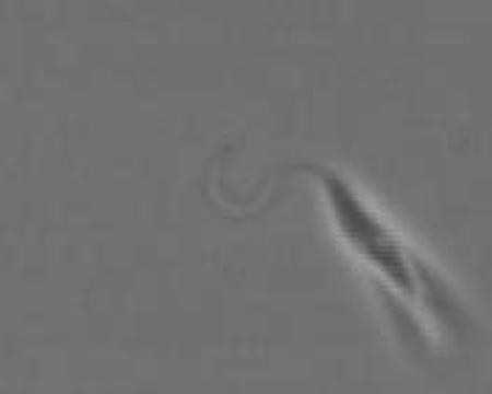 <i>T. brucei</i> Parasite