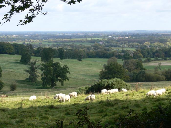 Wytham Woods, Oxfordshire