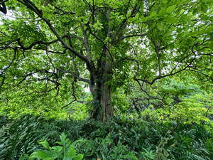 The native pisonia tree is a key part of the nutrient cycle researchers explored on Palmyra