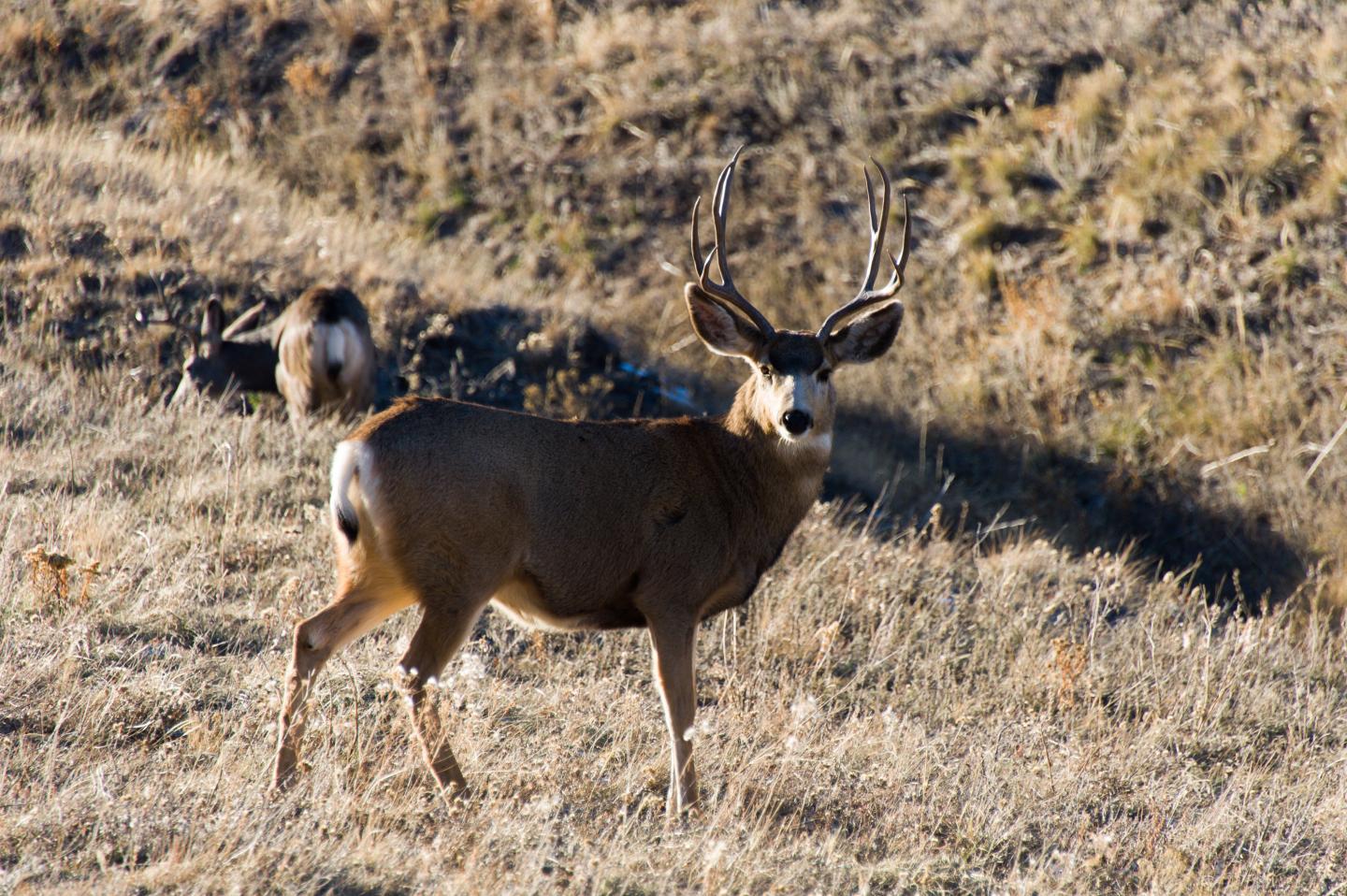Deer in Colorado