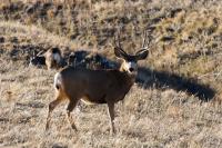 Deer in Colorado