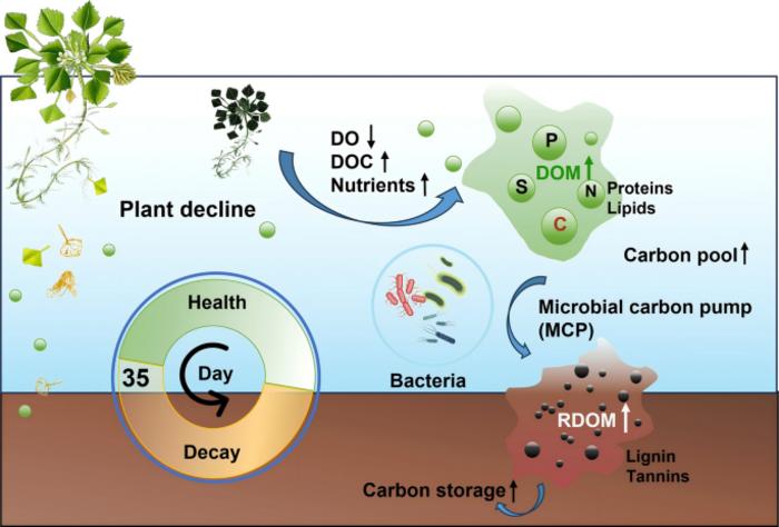 Mechanisms of carbon sequestration via interactions between dissolved organic matter (DOM) and bacteria during floating-leaf macrophyte decline