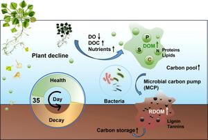 Mechanisms of carbon sequestration via interactions between dissolved organic matter (DOM) and bacteria during floating-leaf macrophyte decline