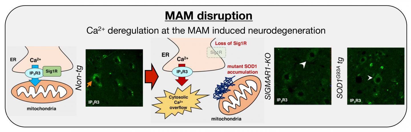 MAM Disruption