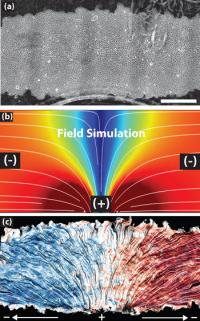 Cells and Electric Field