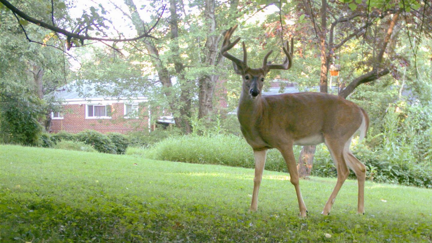Wild Suburbia