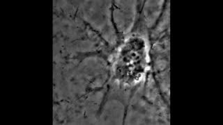 Integrating Bioelectronics with a Human Cell