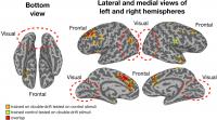 Areas of the Brain Supporting Significant Cross-Decoding of Illusory and Matched Physical Paths