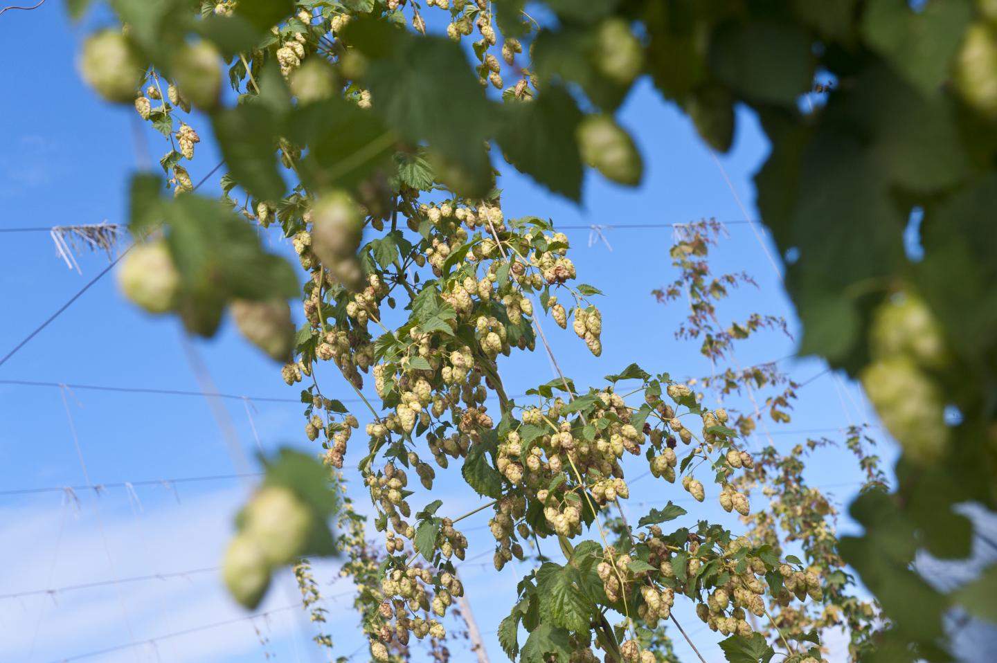 Hops