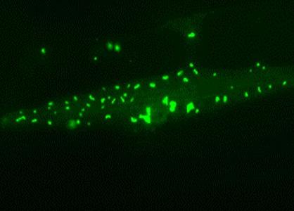 Chaperone-Rich Protein Aggregates