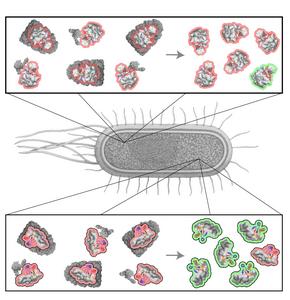 Non-covalent lasso entanglement misfolding and repair