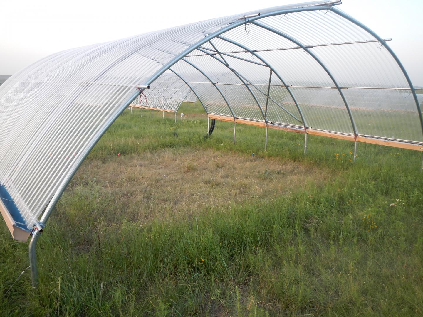 Grassland Plot