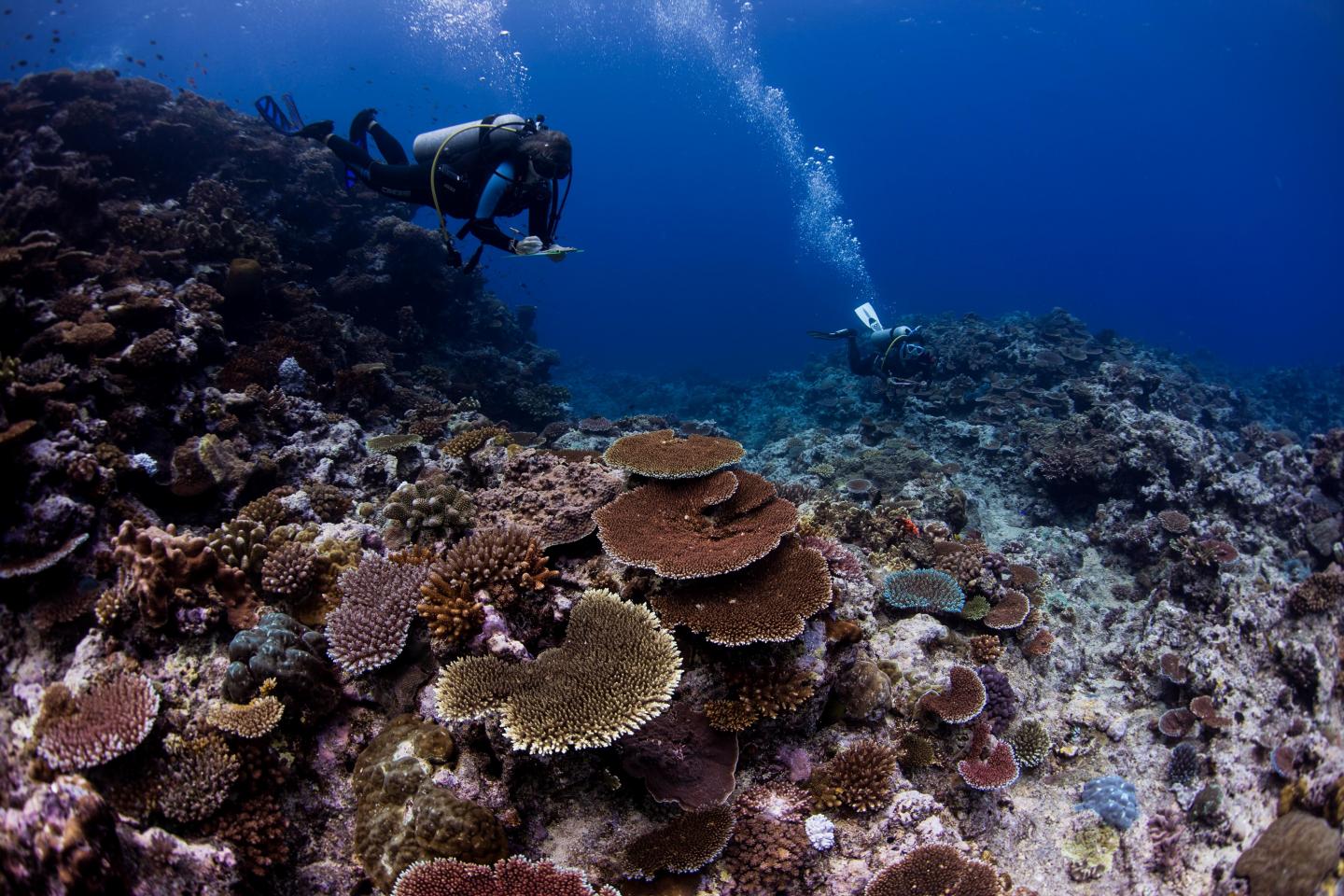 Coral Reef Study