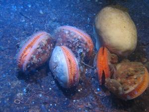 Excavated fileclam