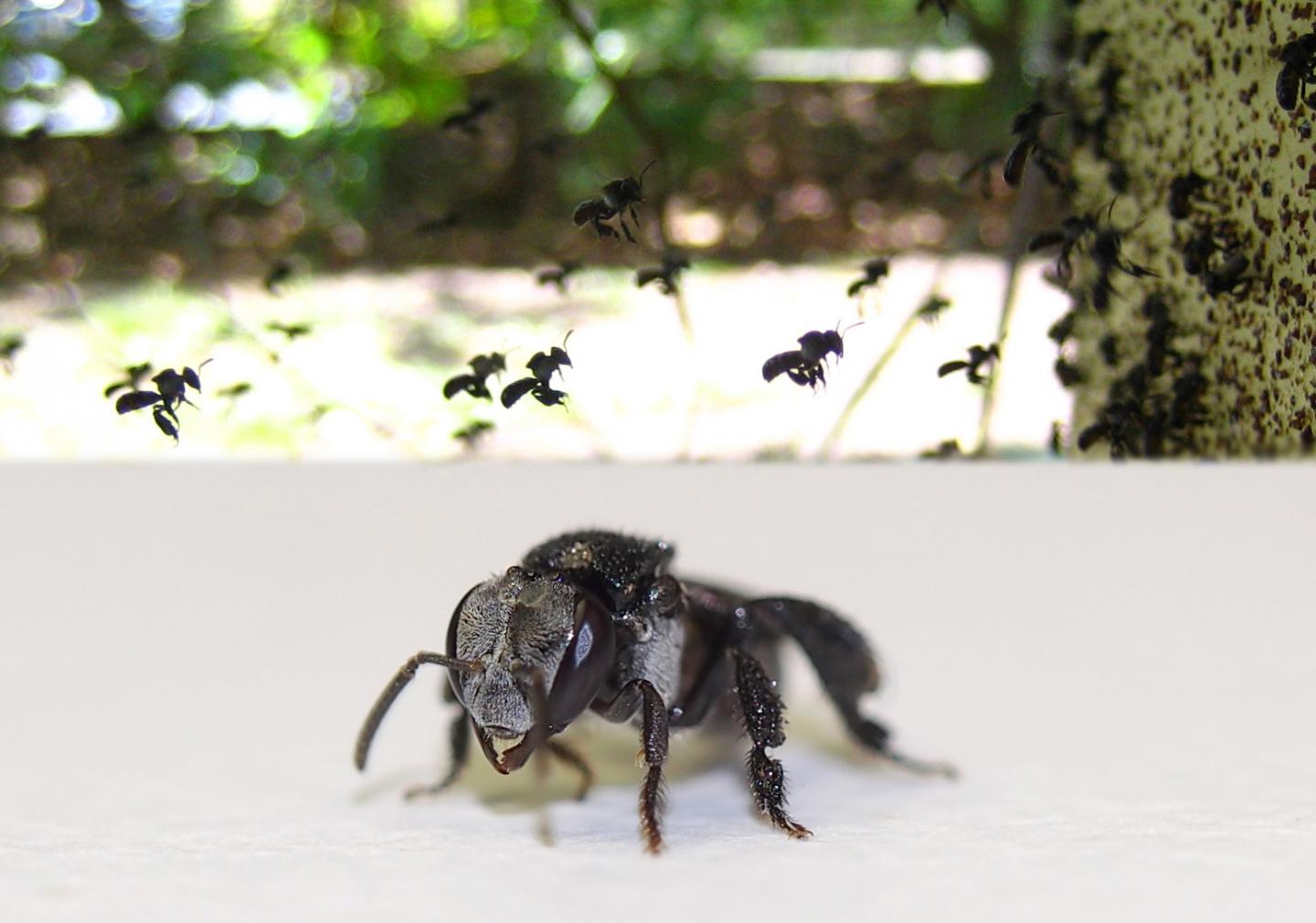 Bad 'Bee-havior'