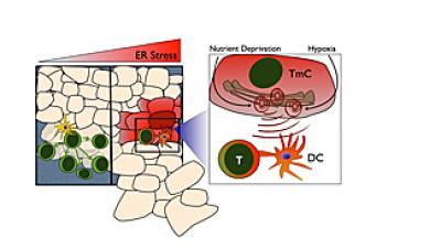 Tumor Stressor