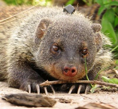 Mongoose