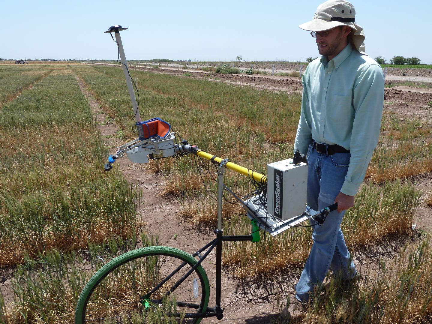 Phenocart in Drought Field