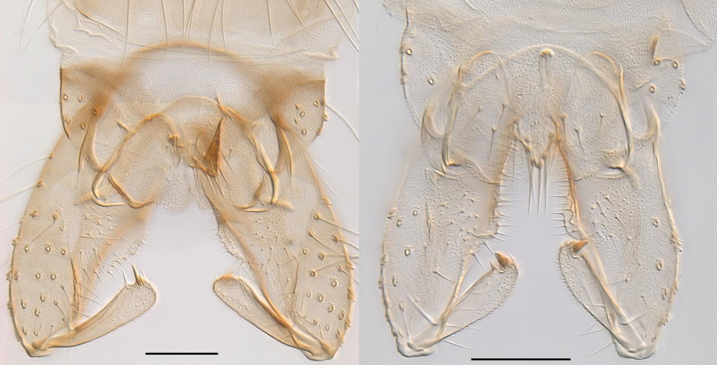 <I>Gymnometriocnemus</I>