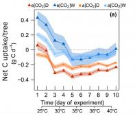 Total carbon uptake by Aleppo pines