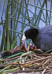 Coot Nest