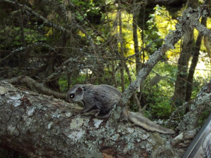 Flying Squirrel