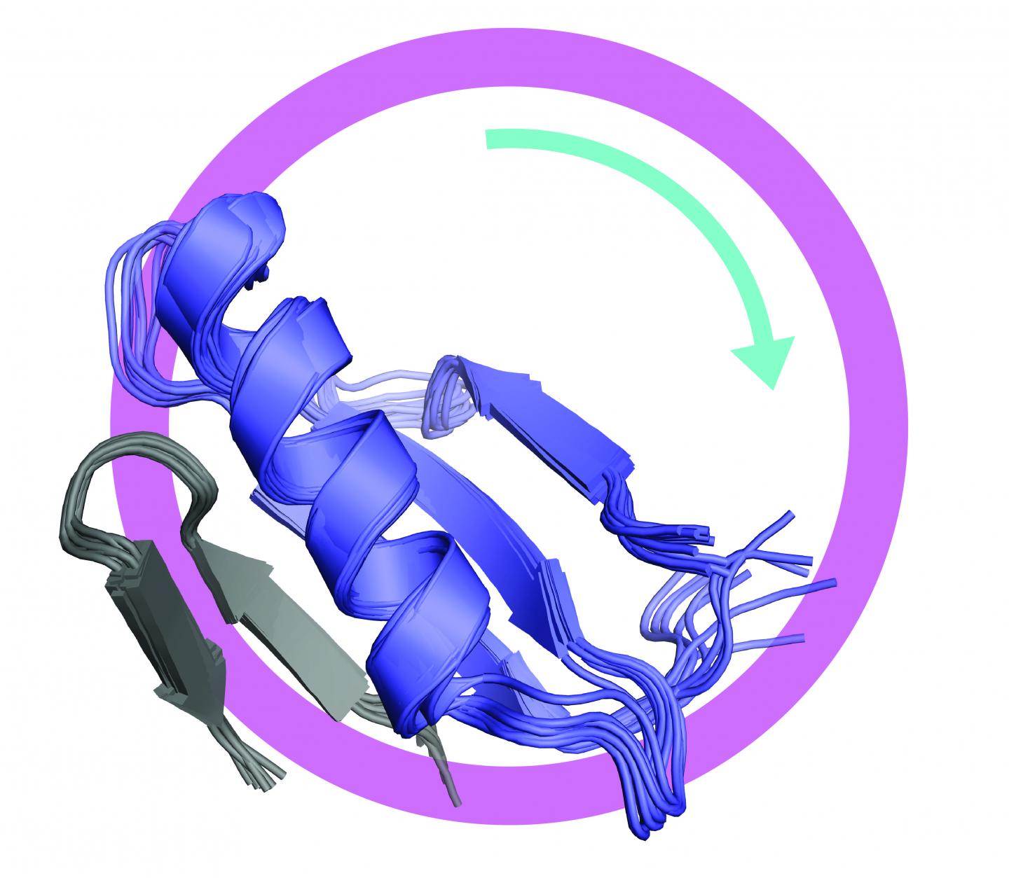 Structure of FoxM1