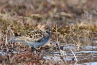 Spoon-billed sandpiper