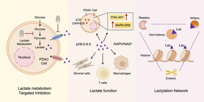 Metabolic Reprogramming and Epigenetic Regulation: The Dual Role of Lactate and Lactylation in Pancreatic Ductal Adenocarcinoma Progression and Therapeutics.