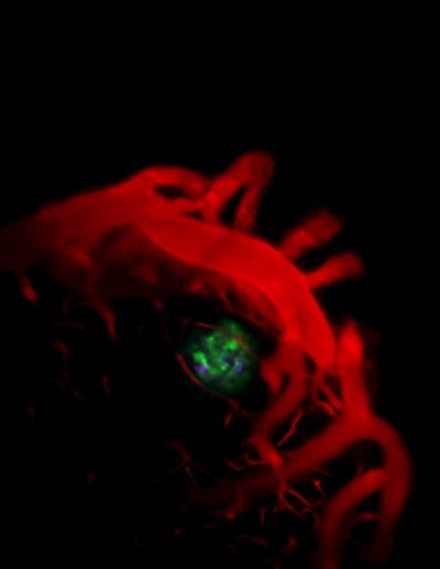 Biosensors Change Color when They Detect Specific Neural Messages