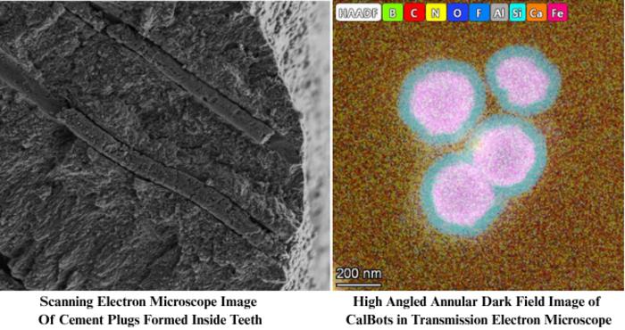 Microscopic images of CalBots