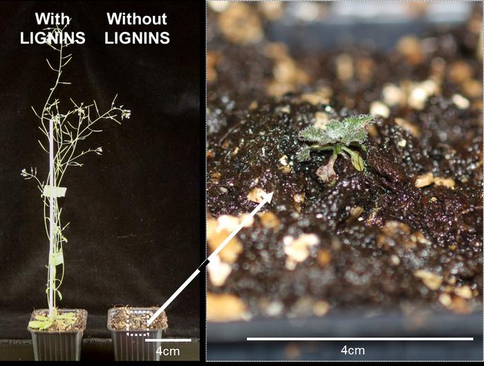 Arabidopsis thaliana plants
