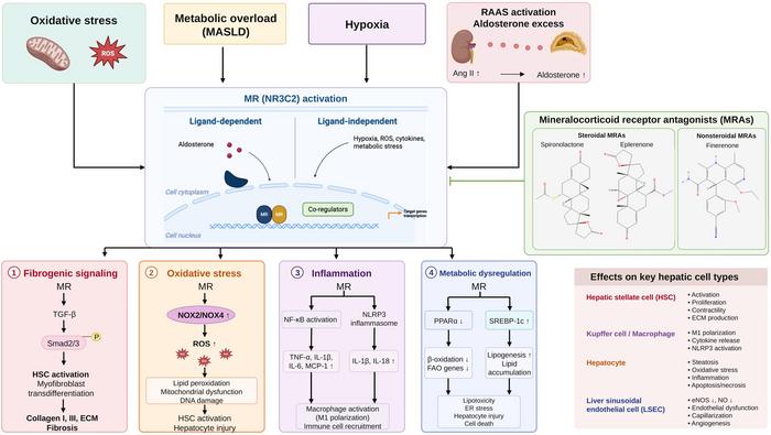 Mineralocorticoid Receptor Antagonists for Liver Fibrosis: Potential Mechanisms and Research Progress