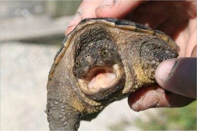 Living Snapping Turtle Eemoved from a Downed Box
