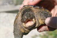 Living Snapping Turtle Eemoved from a Downed Box