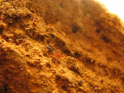 New species of <i>Rowlandius</i> from northeastern Brazil