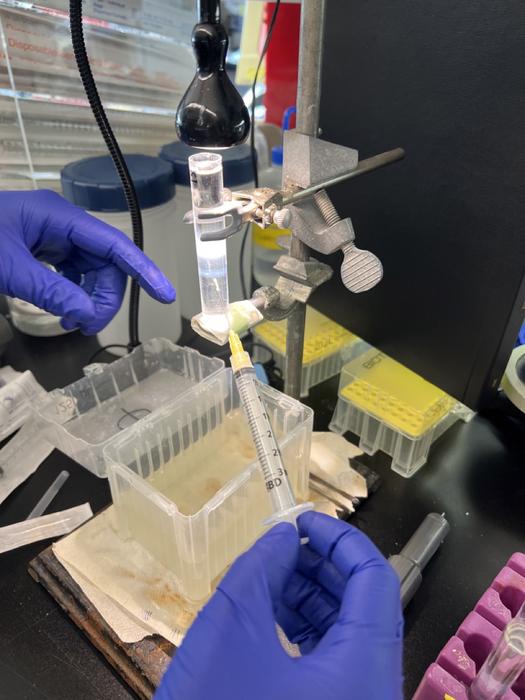 Phage extraction process