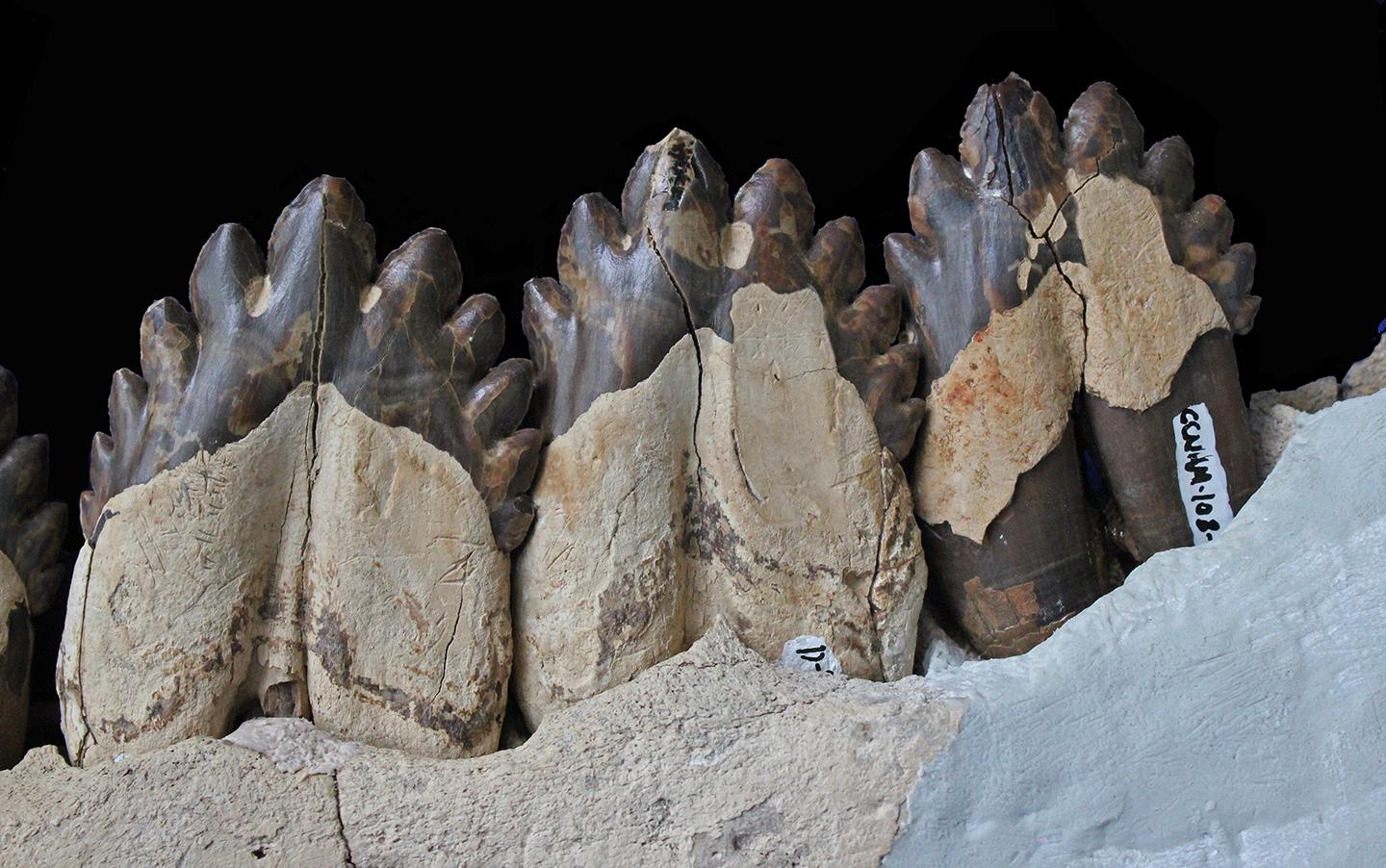 <i>Coronodon havensteini</i> Teeth