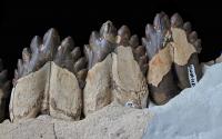<i>Coronodon havensteini</i> Teeth