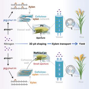 Graphical abstract for the vessel pit shaping in sustaining xylem transport and grain yield in rice