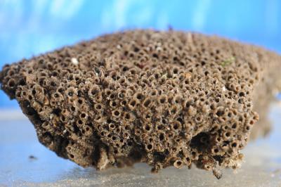 A Chunk of Sandcastle Worm Colony