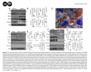 The sporadic sAD2.1 iPSNs increase the levels of OTULIN and phosphorylated tau, whereas inhibition of OTULIN deubiquitinase or deletion of OTULIN gene decreases phosphorylated tau levels.