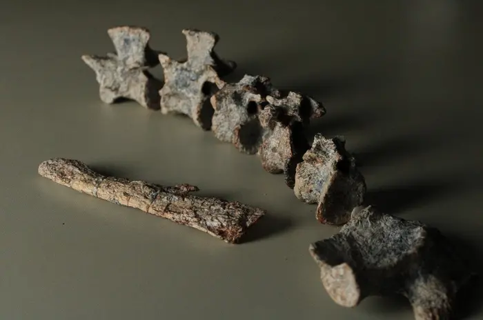 Tainrakuasuchus bellator fossil (by Rodrigo Temp Müller) (2)